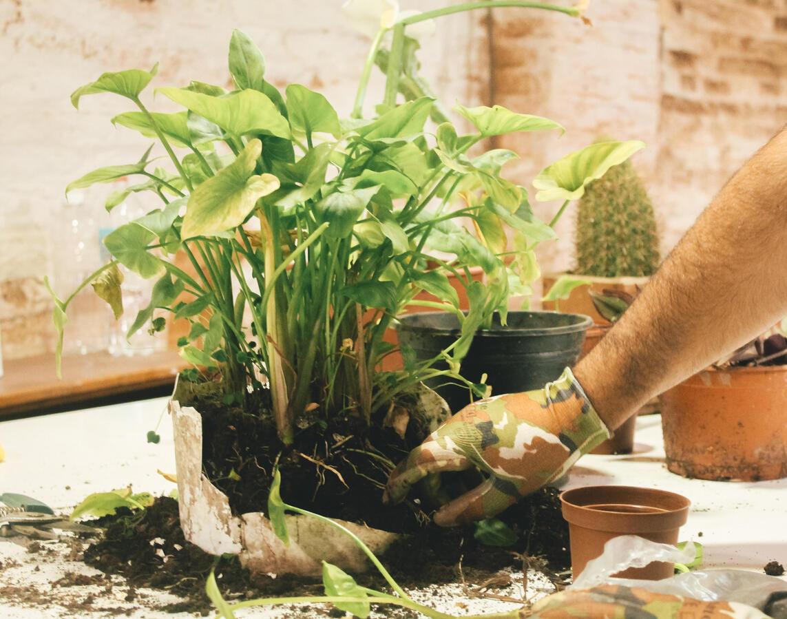 Home Plants Care Workshop