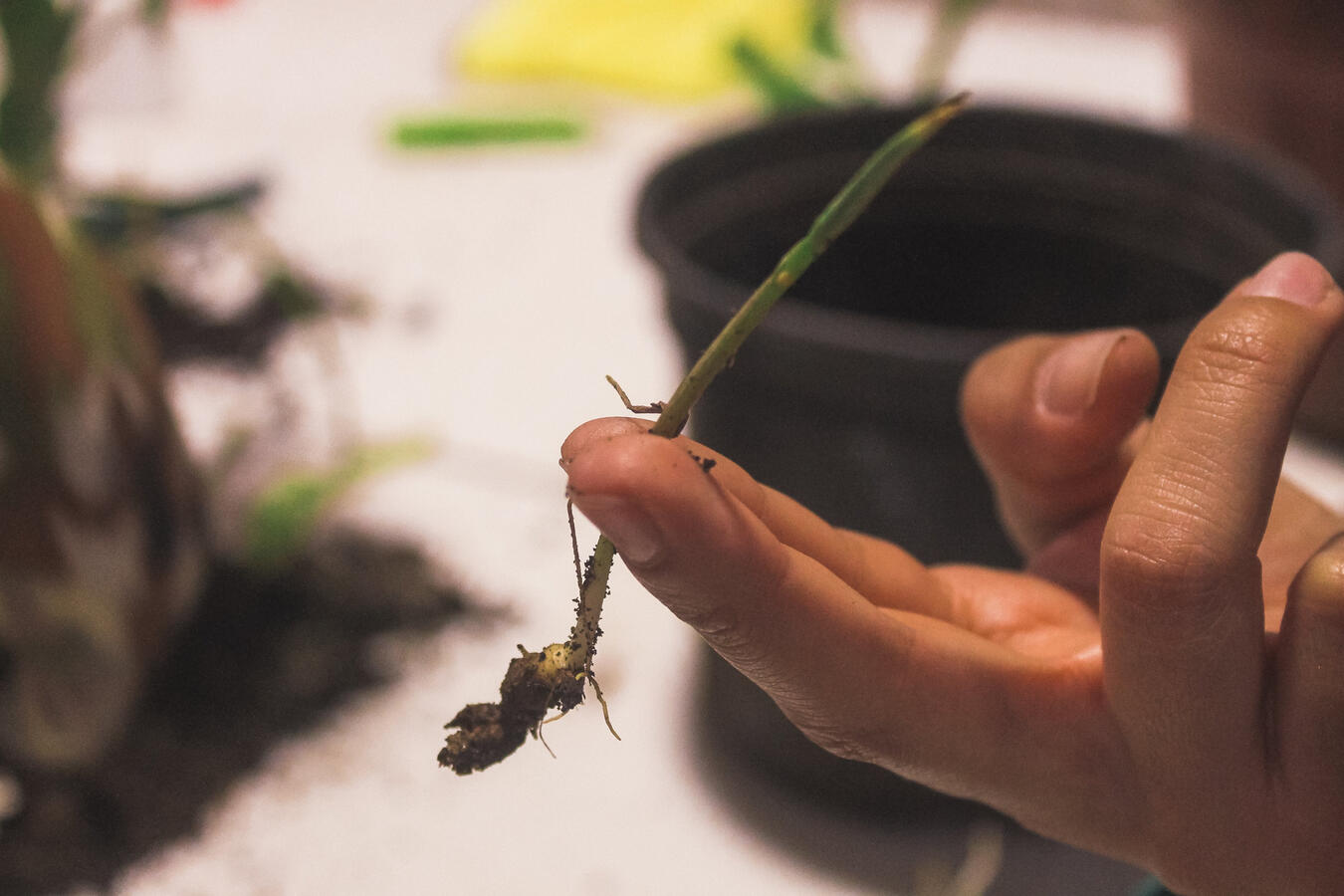 Home Plants Care Workshop